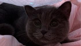 娱乐吃瓜小猫咪,揭秘娱乐圈那些事儿